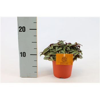 Tradescantia Zebrina Compacta F00000434
