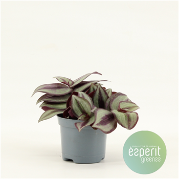 Tradescantia Zebrina Violet F00001119