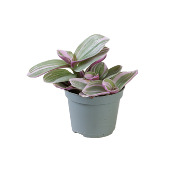 Tradescantia cerinthoides 'Sweetness' F00002087