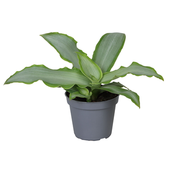 Tradescantia spathacea 'Silver' F00002086