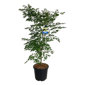 Javor 'Arctic Jade' F00008158