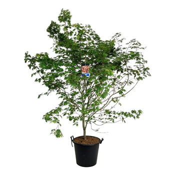 Javor 'North Wind' F00008142