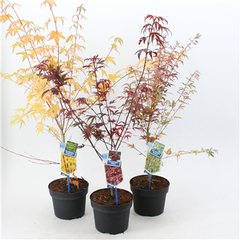 Javor palmatum F00005698