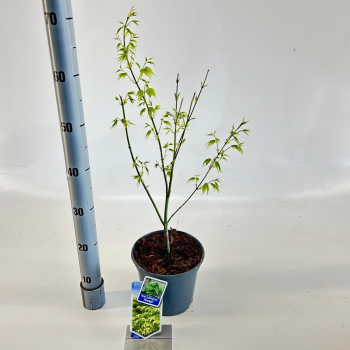 Javor palmatum 'Aoyagi' F00005701