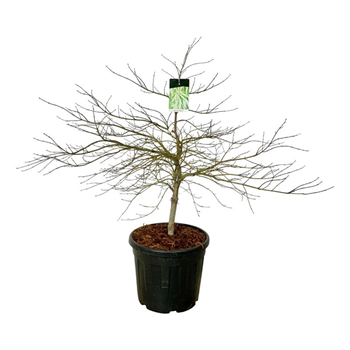 Javor palmatum 'Dissectum' F00007516