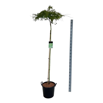 Javor palmatum 'Dissectum' F00007082