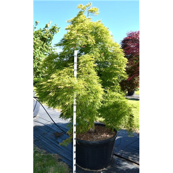 Javor palmatum 'Dissectum' F00006085