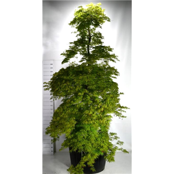 Javor palmatum 'Dissectum' F00006086