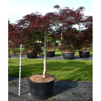 Javor palmatum 'Nigrum' F00006286