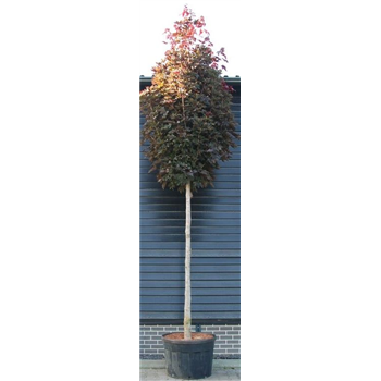 Javor platanoides 'Crimson Sentry' F00006357