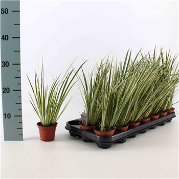 Acorus calamus 'Variegatus' F00008119