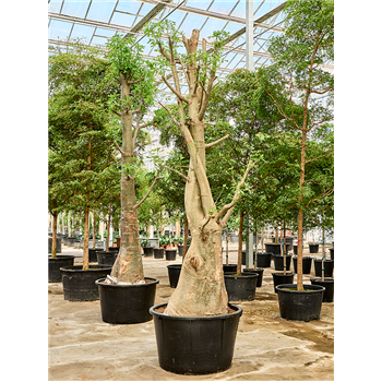 Adansonia digitata 4ADDIRS50