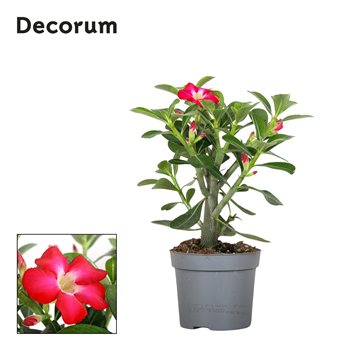 Adenium obesum F00001159