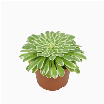 Aeonium tabaluformis `Variegata` F00001306