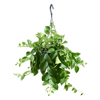 Aeschynanthus 'Mona Lisa' 4AEMLHA15