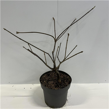 Aesculus parviflora F00008059