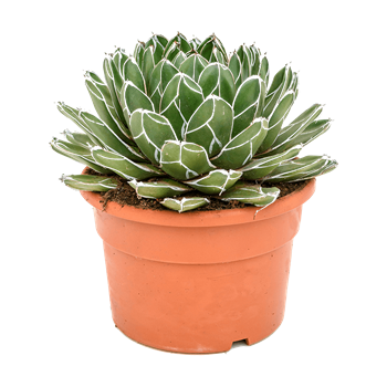 Agave victoriae-reginae 5AGVRKK21