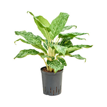 Aglaonema 'Pavo real' 1AGPRTU18