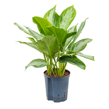Aglaonema 'Silver Bay' 1AGSBBP20