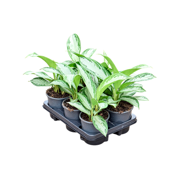 Aglaonema 'Silver Bay' 6/tray 4AGSBBU13