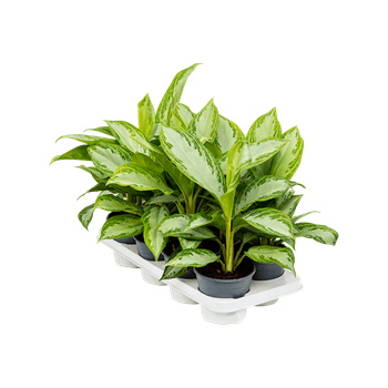 Aglaonema 'Silver Bay' 8/tray 4AGSBBU14