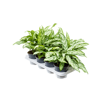 Aglaonema 'Silver Queen Compact' 8/tray 4AGSQBP14
