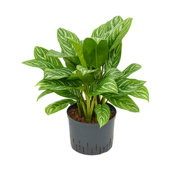 Aglaonema 'Stripes' 1AGSTTU20