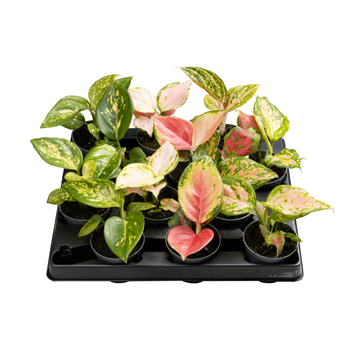 Aglaonema mix F00000914