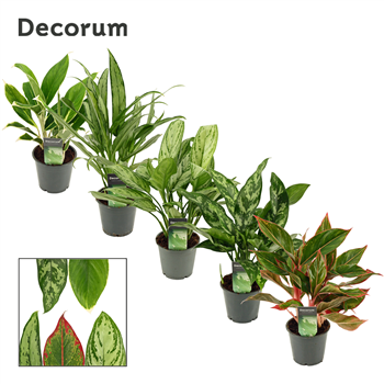 Aglaonema mix F00000572