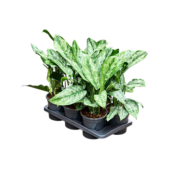Aglaonema ‘Painted Princes’ 6/tray 4AGPPBP60