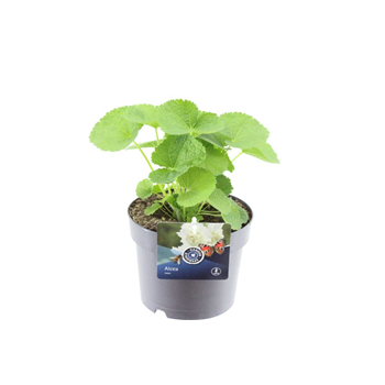 Alcea rosea 'Charters Double White' F00004747