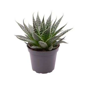 Aloe Aristata F00000876