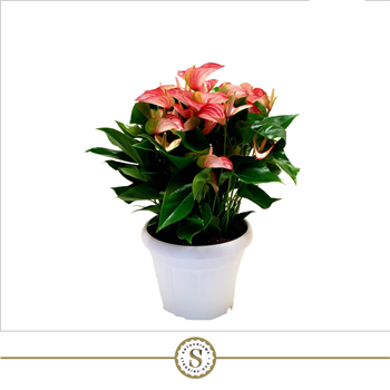 Anthurium 'Livium' F00000205