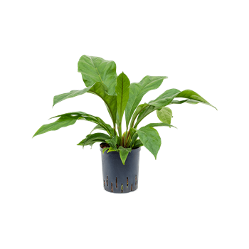 Anthurium elipticum 'Jungle bush' 1ANJBBU18