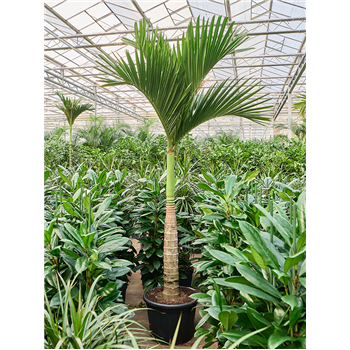 Areca catechu dwarf (320-350cm) 4ARCARS44