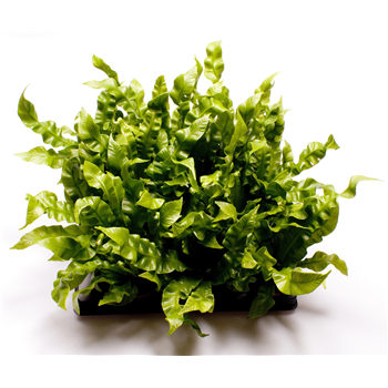 Asplenium Crispy Wave F00000892