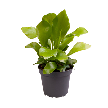 Asplenium Nidus F00000891