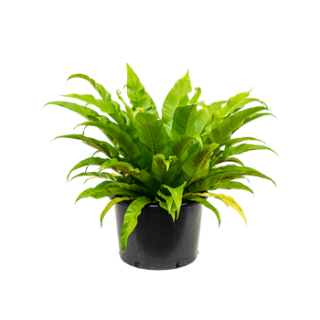 Asplenium antiquum 4ASPABU10