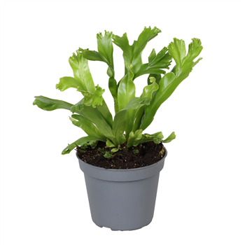 Asplenium antiquum 'Leslie' F00004481