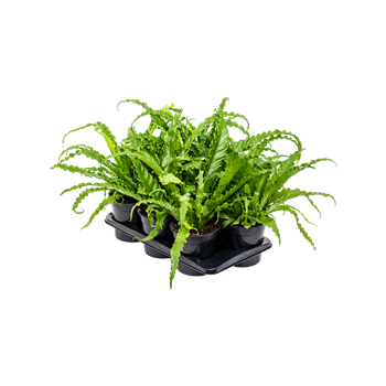 Asplenium antiquum 'Osaka' 6/tray 4ASPOBP10
