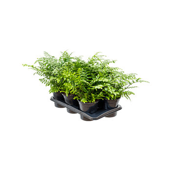 Asplenium dimorphum 'Parvati' 6/tray 4ASPABP17