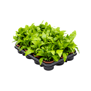 Asplenium nidus 21/tray 4ASPNBP60