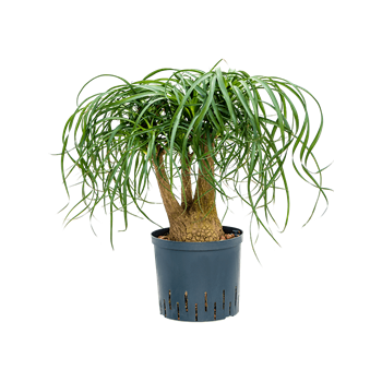 Nolina Beaucarnea recurvata 1BEREVT82