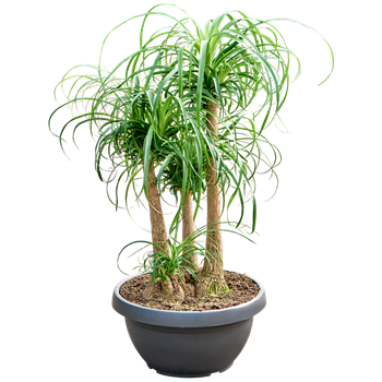 Nolina Beaucarnea recurvata 4BEREV597