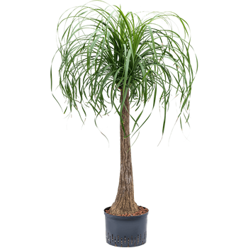 Nolina Beaucarnea recurvata 1BERERS30