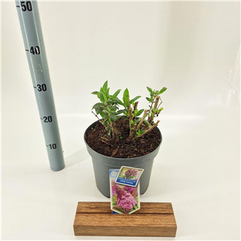 Buddleja davidii 'Butterfly Candy Little Cerise' F00005759