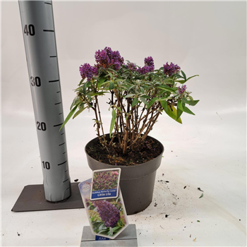Buddleja davidii 'Butterfly Candy Little Lila' F00005761