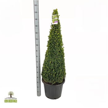 Buxus Sempervirens Piramide 110-120 F00000736