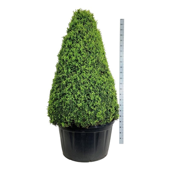 Buxus sempervirens F00007078