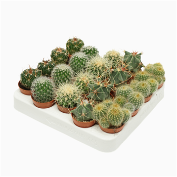 Kaktus mix F00002647